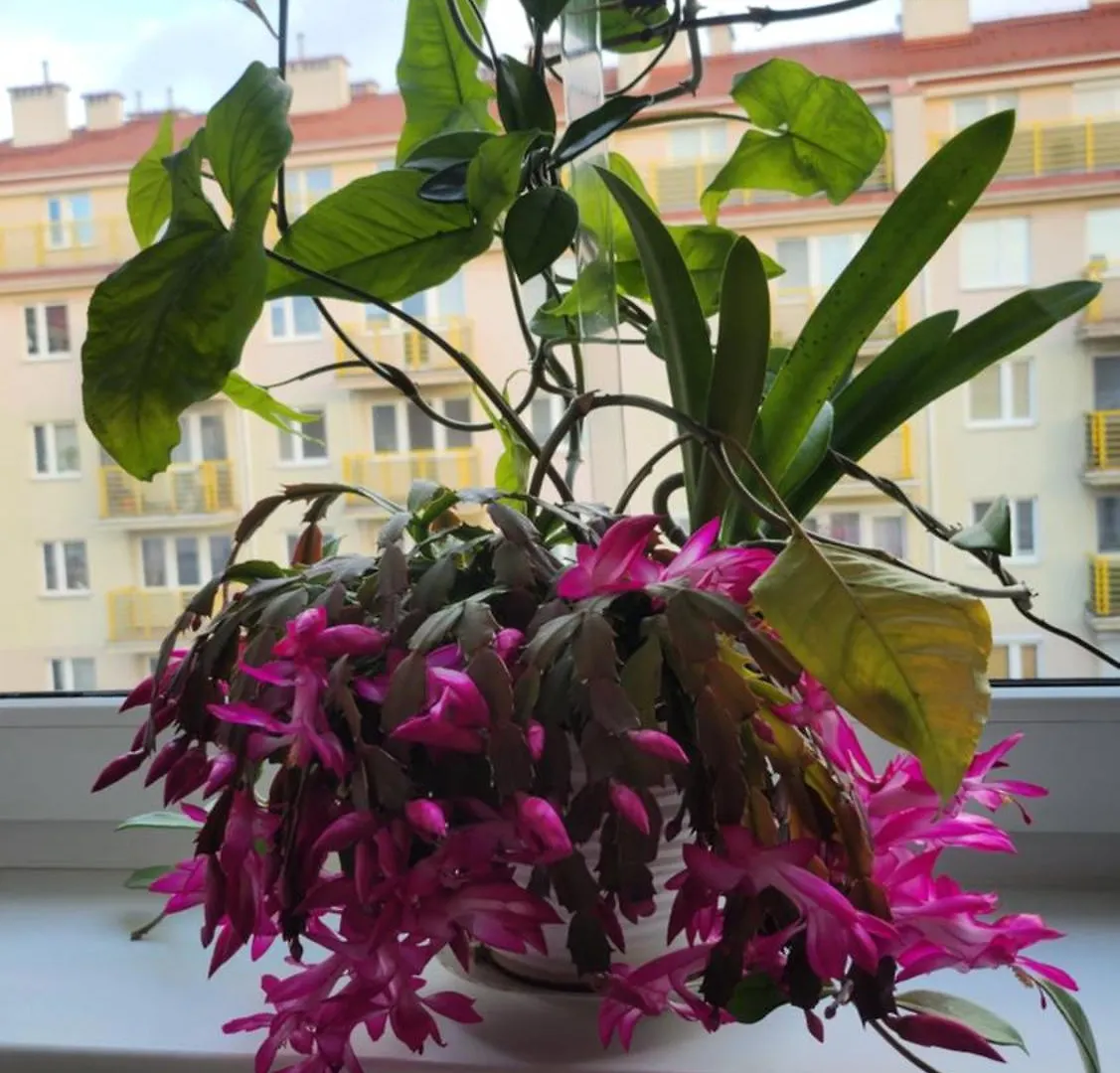 Wspomnienie Mlodosci Apartment Krakow